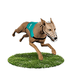 凡賽斯娛樂城白金賽狗